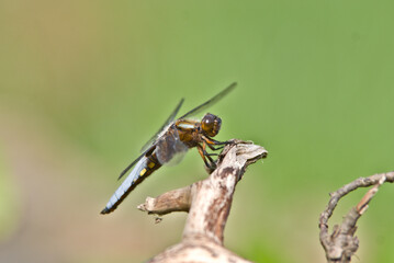 broad-bodied chaser, Libellula depressa