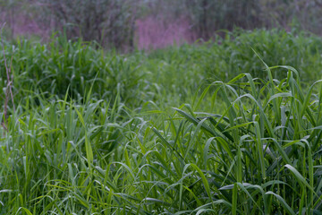 Tuft of grass with bent down grass blades, many grass blades in cluster