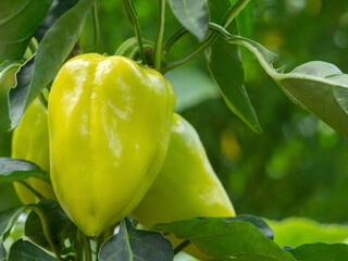 A close-up of a growing fresh green sweet (capsicum) pepper. Homemade green pepper with green leaves on a branch. Delicious pepper grows in the garden bed