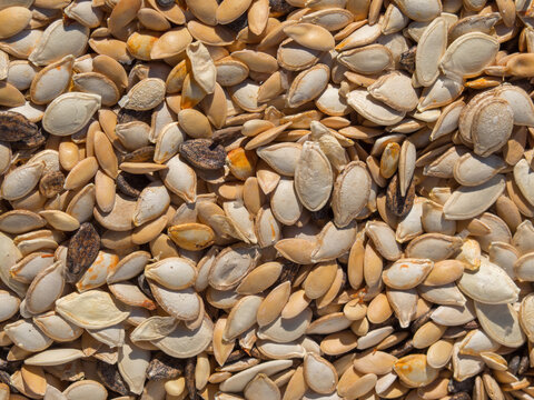 A picture from above of mixed pumpkin and melon seeds. Natural background of the seed texture