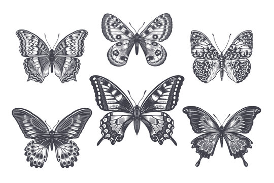 Black and White Butterflies Set. Vintage