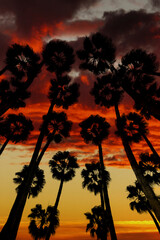 Fototapeta na wymiar Palms swaying in the wind, sunset, low angle view , Spain