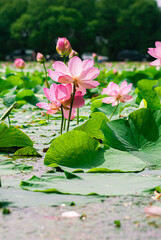 Selective focus. Beautiful lotus flowers. Exotic.