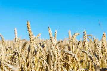 Beautiful harvest of ripe golden wheat,rye ears under a clear blue sky background.Close-up.Selective focus.