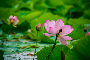 Selective focus. Beautiful lotus flowers. Exotic.