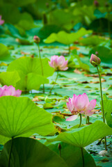 Blurred background. Beautiful lotus flowers.