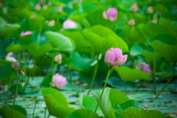 Fototapeta na wymiar Blurred background. Beautiful lotus flowers.