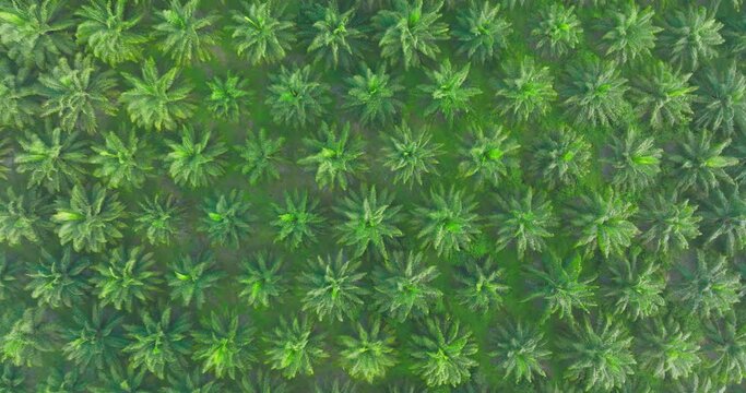 Aerial top view from above of palm oil tree field on a farm plantation agriculture for energy biodiesel and petroleum oil from plant in southern Thailand, South east asia.