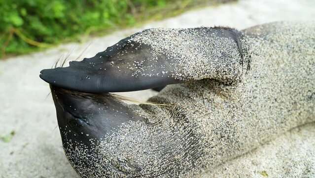 Sand Covered Galapagos Sea Lion Licking Flipper Whilst Laid On Back On Playa Punta Beach At San Cristobal Island In The Galapagos