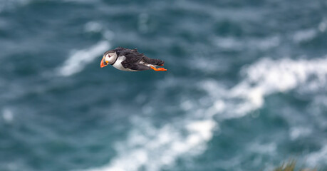 Atlantic Puffin