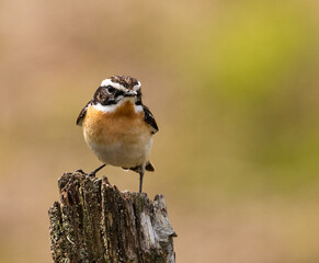 Whinchat (male)