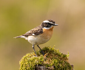 Whinchat (male)