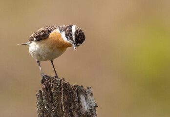 Whinchat (male)
