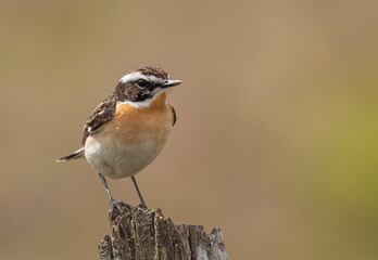 Whinchat (male)
