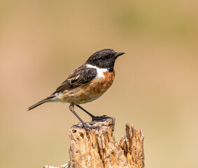 Stonechat (male)