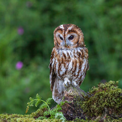 Tawny Owl