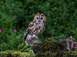 Tawny Owl
