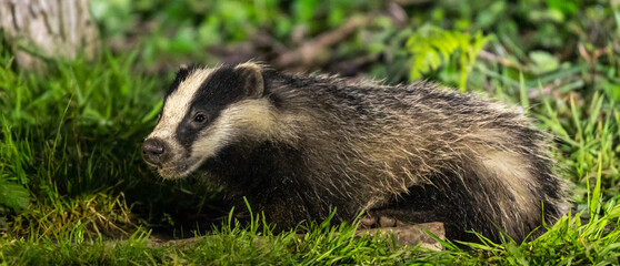 European Badger