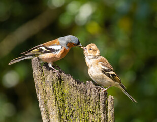 Common Chaffinch