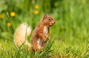 Red Squirrel