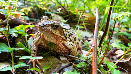 The Common Frog (Rana temporaria) in the forest with moss, plants, leaves and wood background.