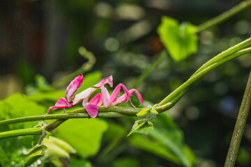 Orchid mantis preying, Pink orchid mantis, Hymenopus coronatus, Walking flower mantis or Flower mantises