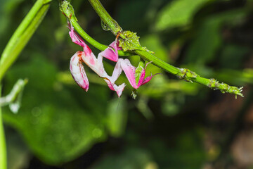 Orchid mantis preying, Pink orchid mantis, Hymenopus coronatus, Walking flower mantis or Flower mantises