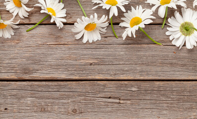 Obraz premium Chamomile garden flowers on wooden background