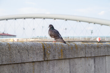 Common pigeon or dove in Kraków. Domestic bird with Father Bernatek’s Bridge (Kładka Ojca Bernatka) in background. Pedestrian and bicycle bridge over the Vistula River (Wisła) in Krakow, Poland.