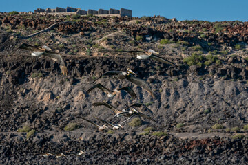 Brown Pelican flying along Puerto Penasco, Mexico