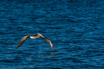 Fototapeta na wymiar Brown Pelican flying along Puerto Penasco, Mexico