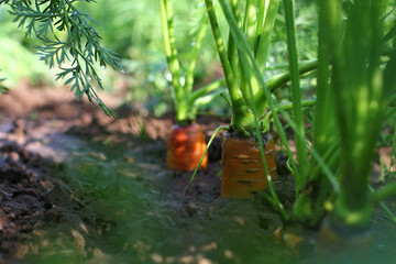 carrots in the ground growing in a garden bed	