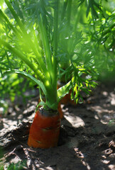 carrots in the ground growing in a garden bed	