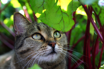 Naklejka na ściany i meble the gaze of a cat hunting in a vegetable garden