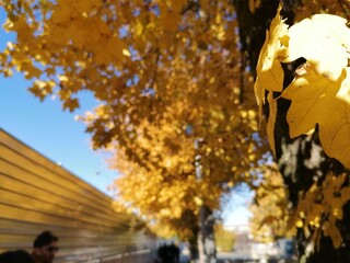 autunno in città