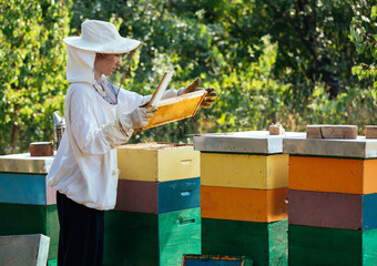 Beekeeper woman working in apiary - 520511909