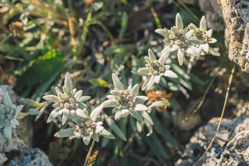 Stella Alpina, Edelweiss flower, Alpine Edelweiss flowers, photo of a rare mountain white flower...