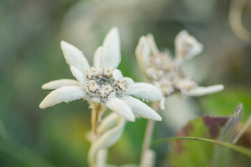 Stella Alpina, Edelweiss flower, Alpine Edelweiss flowers, photo of a rare mountain white flower...