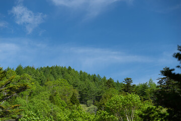 爽やかな夏の富士見台高原