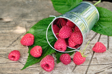 Fresh ripe raspberries in a metal small bucket on a wooden old table.