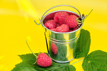Fresh ripe raspberries in a metal small bucket on a yellow background.