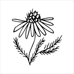 hand drawn doodle plant element for floral design concept