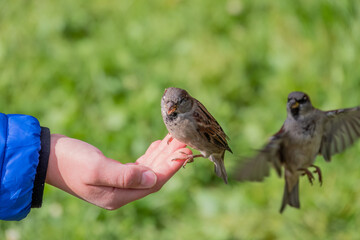 Little kid boy feeding birds in winter. Sparrow eating seeds from boys hand