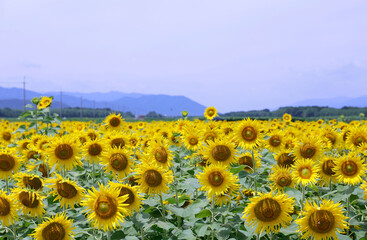 ひまわり,ヒマワリ,黄色,花,緑,