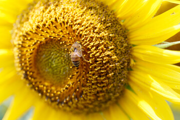 ひまわり,ヒマワリ,黄色,花,緑,蜂,ハチ,