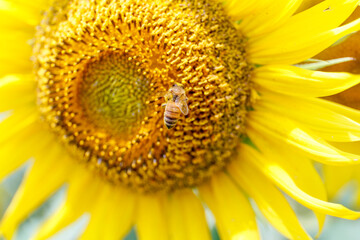 ひまわり,ヒマワリ,黄色,花,緑,蜂,ハチ,