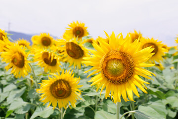 ひまわり,ヒマワリ,黄色,花,緑,