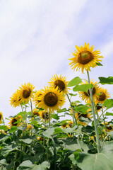 ひまわり,ヒマワリ,黄色,花,緑,