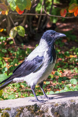 Hooded crow, corvus cornix, standing on the lawn in the autumn or spring forest