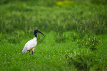 Black headed ibis or black necked ibis portrait in natural monsoon green rainy background of keoladeo national park or bharatpur bird sanctuary rajasthan india asia - Threskiornis melanocephalus
